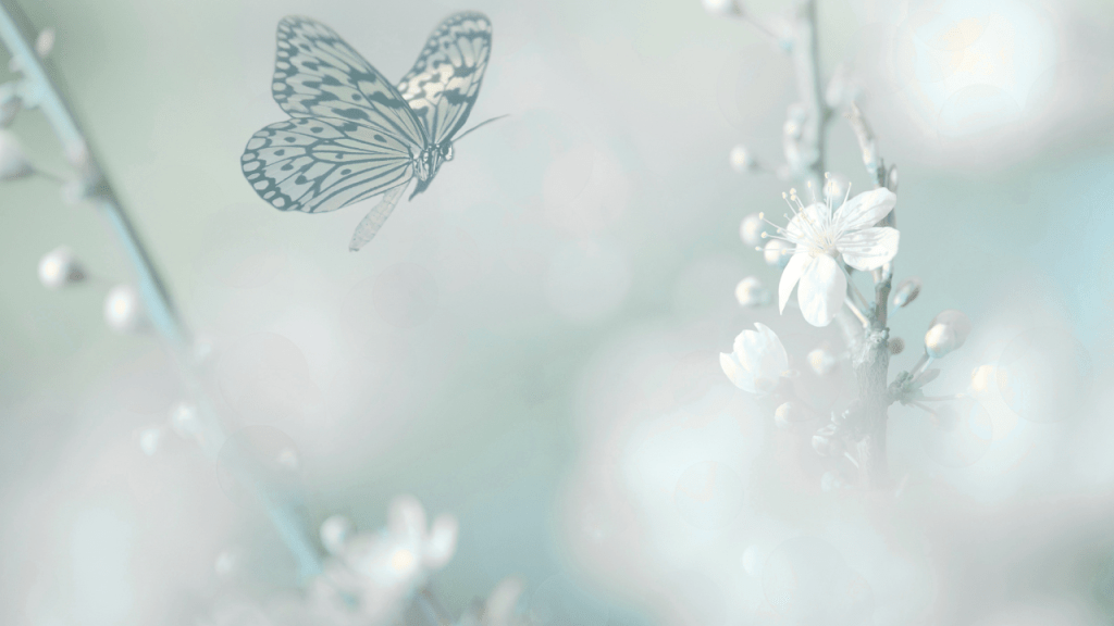 A delicate butterfly flying above soft, blurred white flowers and buds, creating a serene and dreamy atmosphere.